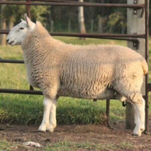 SILVER SWAN - PREMIUM QURBANI LAMB 625$ (MEDIUM- 30-32lbs)