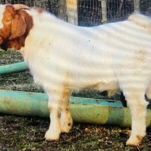 SILVER SWAN - RESERVATION PREMIUM SPECIAL LARGE GOAT- 850$