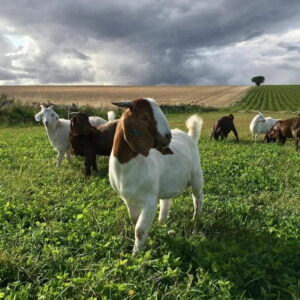 SILVER SWAN - PREMIUM QURBANI GOAT- 30-32 lbs